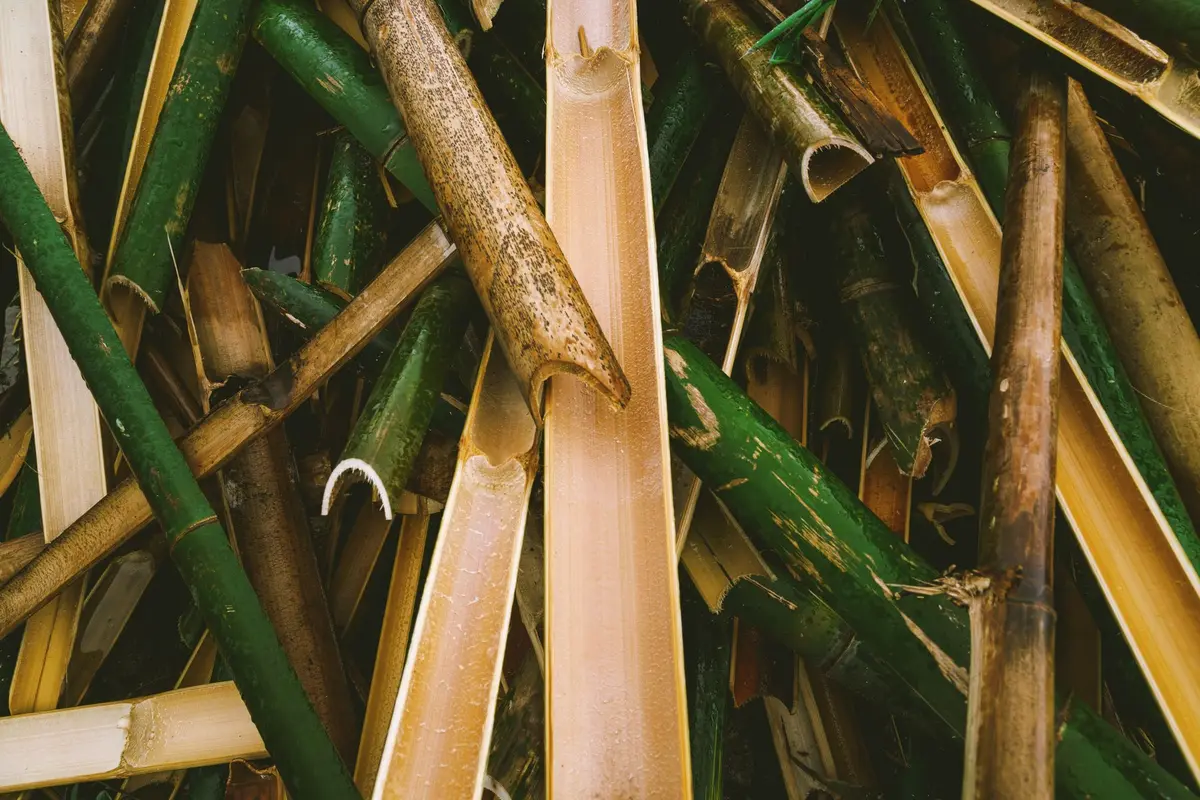 Close-up of green and natural plant stalks